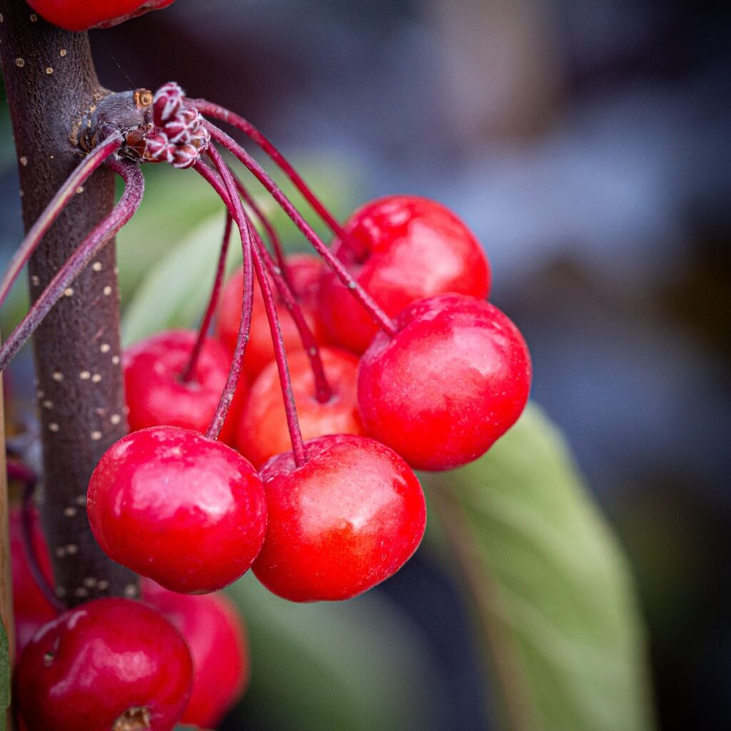 Malus ‘Cardinal’ Crab Apple Tree 5038838019586 2